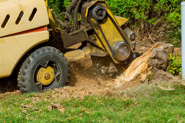 Best Lawn Mowing  in Portsmouth, VA