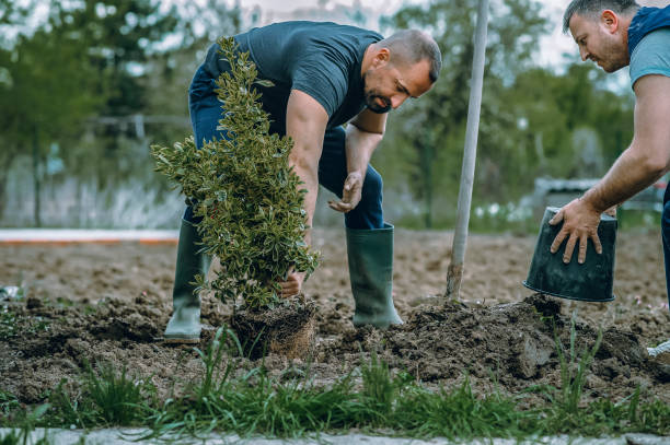 Best Root Management and Removal  in Portsmouth, VA