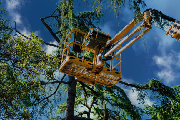 Best Hazardous Tree Removal  in Portsmouth, VA