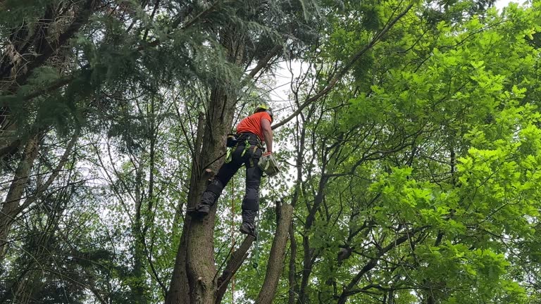 Best Storm Damage Tree Cleanup  in Portsmouth, VA