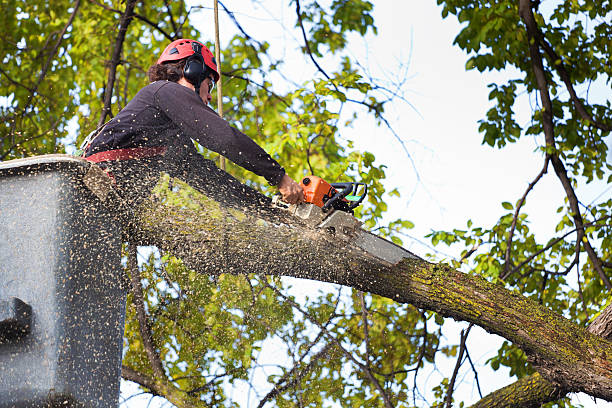 Best Aeration Services  in Portsmouth, VA