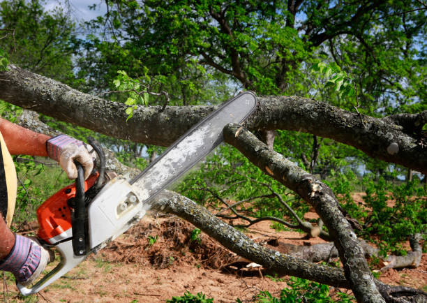 Best Emergency Tree Removal  in Portsmouth, VA